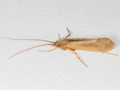 Limnephilus politus